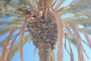 palme,
